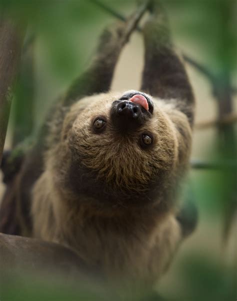 Sloth encounters - Sloth Encounters are back! Meet our cute and gentle two-toed sloths, Flash and Priscilla, during a sloth encounter experience. Visit our website for more information on this …